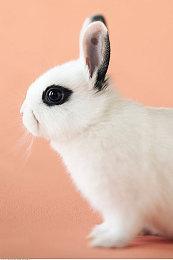 《街头霸王6》《间谍过家家》联动活动实机 活动已上线